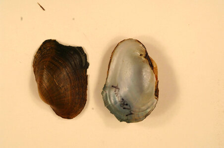 Epioblasma capsaeformis-2