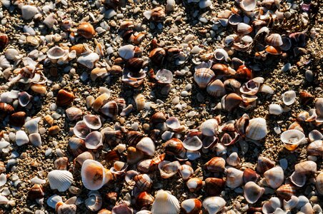 Pebbles beach tropical photo