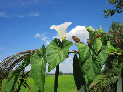 Plant plants flower