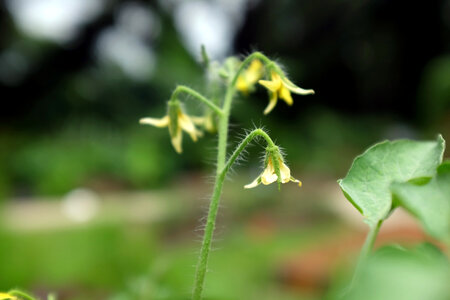 blossom of tomato plant