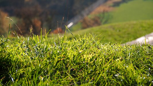 Nature grasses blade of grass photo