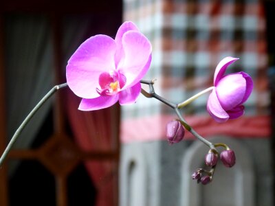 Orchid bloom flower