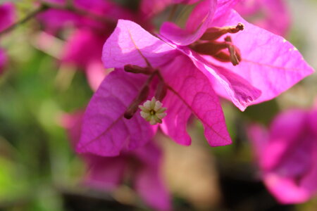 Pink Leaves Closeup