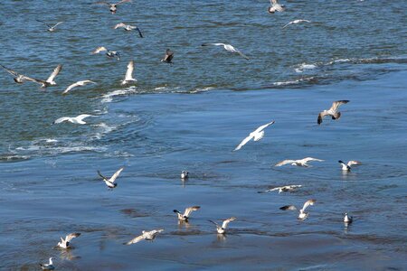 Shore bird swarm ocean photo