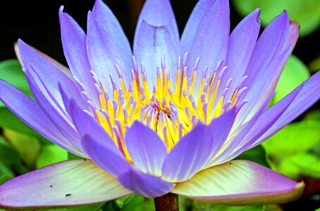 Aquatic beautiful flowers beautiful image