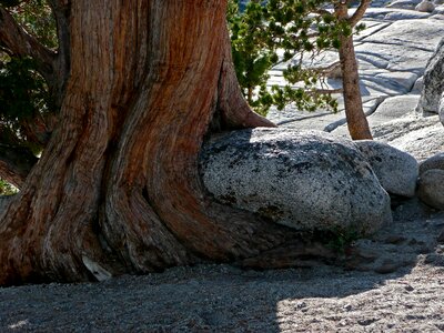 Nature yosemite national park usa