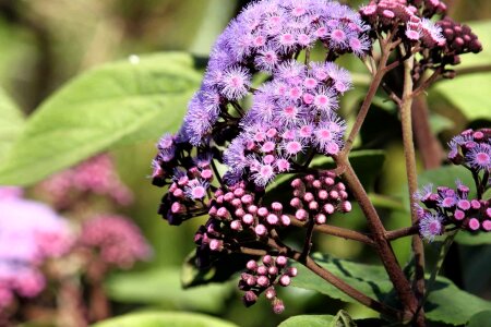 Beautiful Flowers blooming blossom