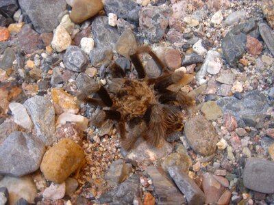 Spider tarantula 