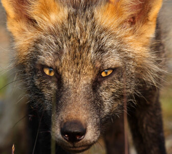 Red fox-2 photo