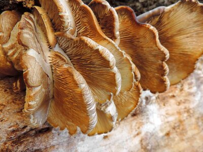 Fungus organism mushroom photo