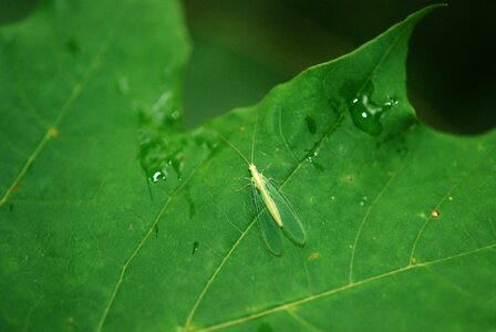 Antenna fauna leaf