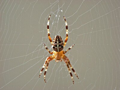 Close up araneus nature