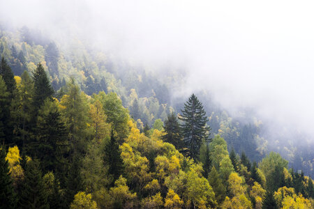 Misty Forest on the Mountain photo