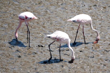 Animal bird flamingo photo