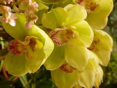 Orchid Like Yellow Flower photo