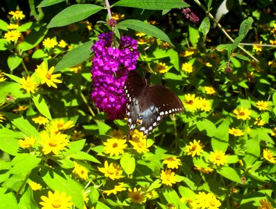 White spots pink