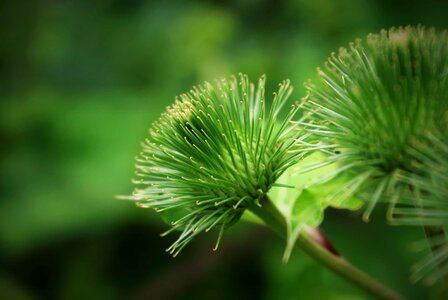 Beautiful Flowers biology blooming