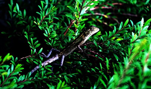 Animal forest leaves