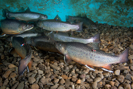 Brook trout-1 photo