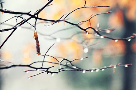 Autumn Raindrops photo