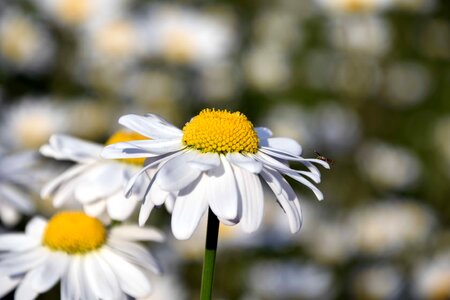 Beautiful Flowers beautiful photo bloom