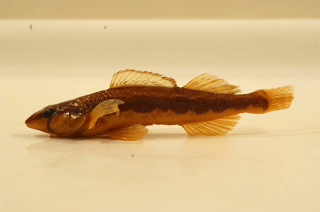 Percina macrocephala-7