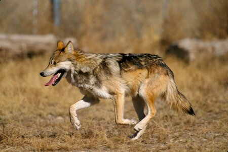 Canis lupus canidae el lobo photo