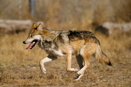Canis lupus canidae el lobo