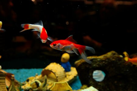 Karpfenfisch cyprinidae aquarium photo