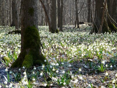 Bloom flower spring
