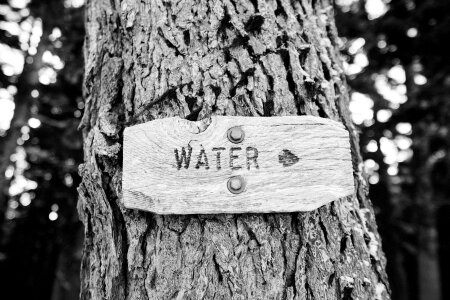 Black&white forest signs photo