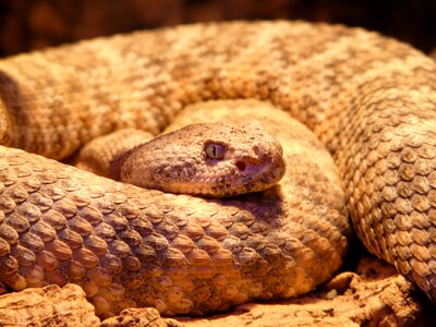 Rattlesnake crotalus terrarium