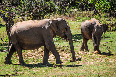 Wild Free Elephants in Thailand