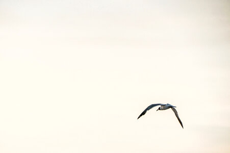 In Flight photo