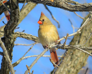 Northern Cardinal-1 photo