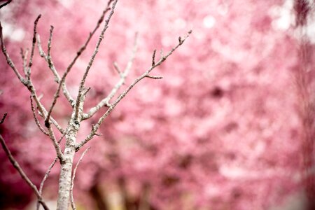 Oriental cherry east asian cherry flowering tree photo