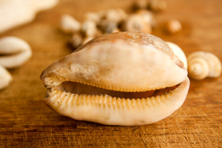 Sea Shells Variety
