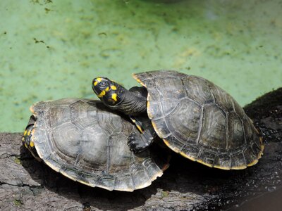 Couple in nature honeymoon nature