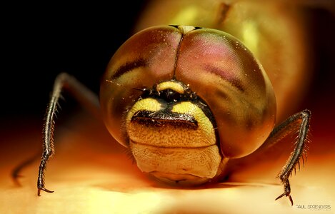 Insects emperor dragonfly close up