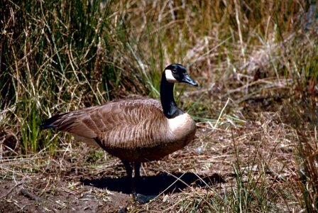 Canada close goose