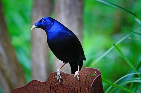 Birds deep blue shiny photo