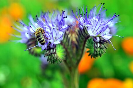 Beautiful Photo flowers honey