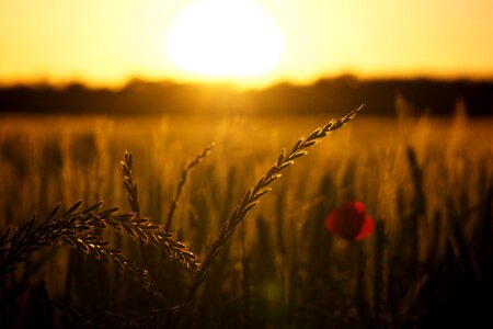 Sunset poppy backlight photo