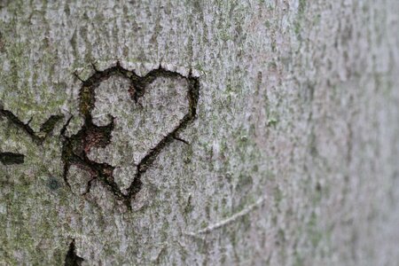 Tree romance carved photo