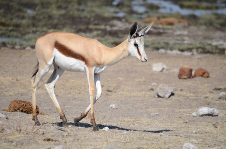 Africa namibia watering hole photo