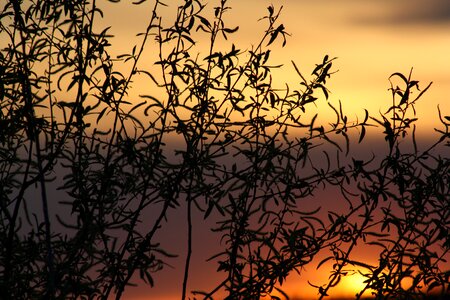 Leaves natur living nature