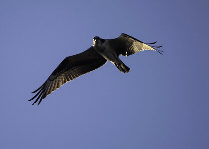 Osprey soaring in the air photo