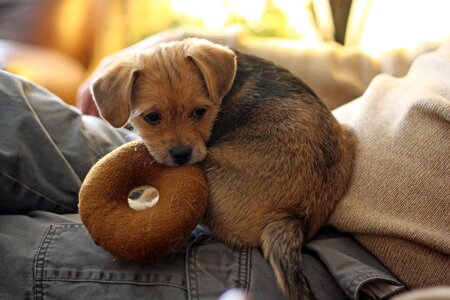 Animal canine young