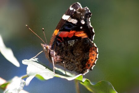 Underside of wings edelfalter patch butterflies photo