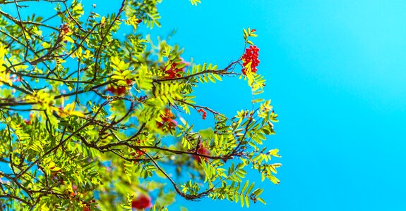 Blossom branch flora photo